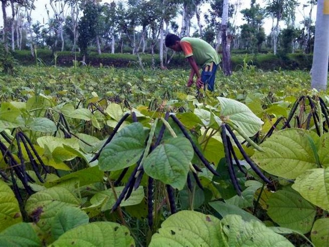 Polong kacang hijau yang siap dipanen berubah dari warna hijau menjadi hitam atau coklat kering.