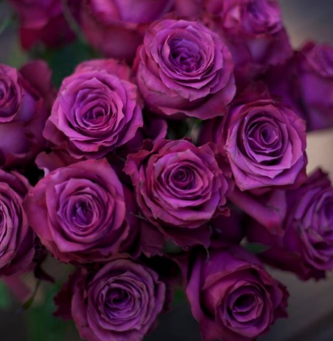 Download 840 Koleksi Gambar Gambar Bunga Mawar Ungu Paling Bagus 