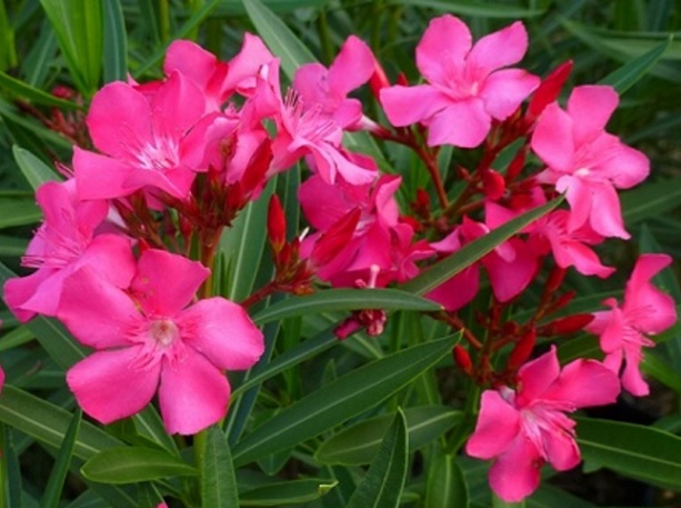 Bunga Bunga Cantik Yang Berbahaya Dan Beracun Mematikan Bibitbunga Com