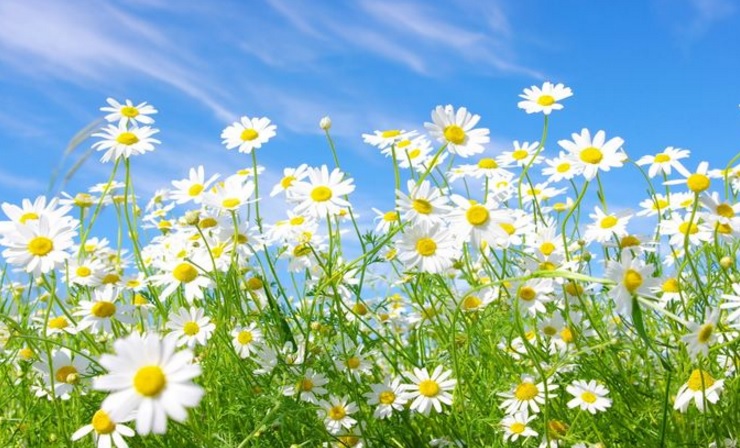 Hmaparan bunga daisy putih yang tertiup angin menciptakan pemandangan yang luar biasa indah.