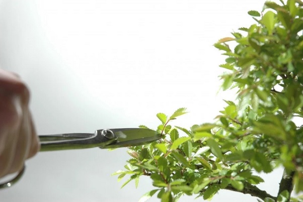 Pemangkasan pada daun secara berkala dapat mendukung tampilan bonsai yang lebih rapi dan menarik.