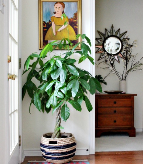 Pohon pachira sebagai hiasan indoor.