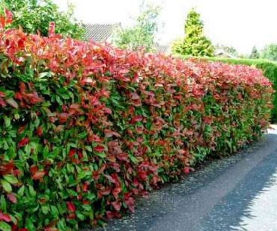 Pucuk merah kerap dijadikan pagar karena mudah dibentuk tumbuh tinggi dan daun-daunnya rapat juga rimbun.