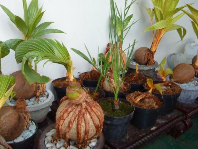 Tanaman bonsai kelapa bercabang atau bonsai kelapa mini.