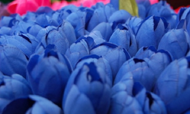 Download 103+ Background Biru Muda Bunga Paling Keren