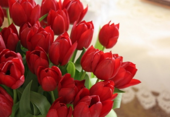 Arti Dan Makna Bunga Tulip Berdasarkan Warna Bibitbunga Com