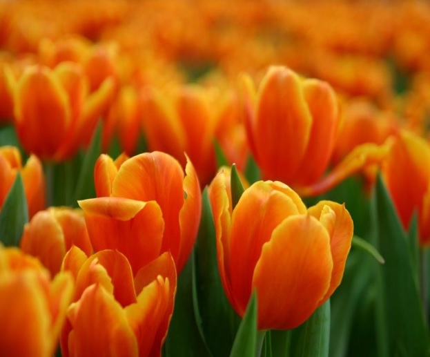 Arti dan Makna Bunga  Tulip  Berdasarkan Warna  BibitBunga com