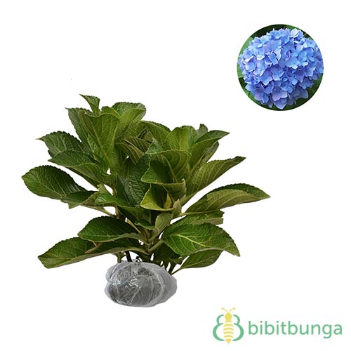 Tanaman Blue Mophead Hydrangea