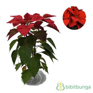 Jual Tanaman Kastuba Merah Impor - BibitBunga.com