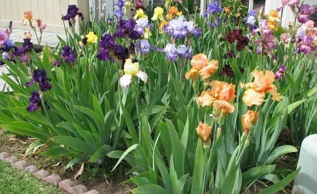 Cara Menanam Dan Merawat Bunga Iris Bibitbunga Com