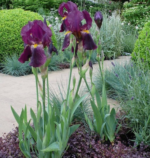 bunga-iris-ungu