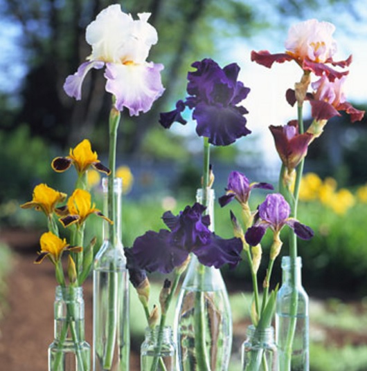 Petik sendiri bunga iris ditanam Anda dan jadikan hiasan bunga potong yang menarik.