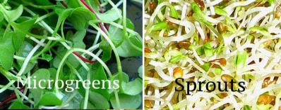 microgreens-vs-sprouts