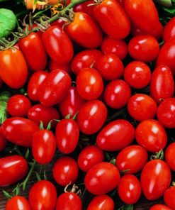 Benih Tomato Principe Borghese 7 Biji – Non Retail