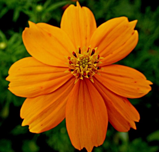 bunga-cosmos-orange