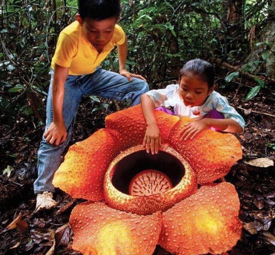 Rafflesia arnoldi berasal dari