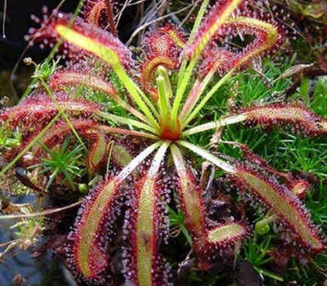 salah satu jenis drosera: cape sundew plant