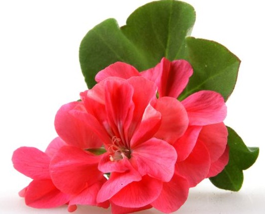 Tidak hanya cantik dipandang, geranium ternyata memiliki manfaat kesehatan tersembunyi.