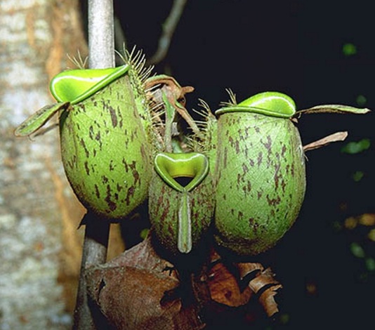 nepenthes-ampullaria-jack