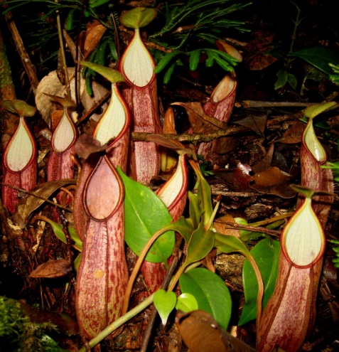 nepenthes-gymnaphora