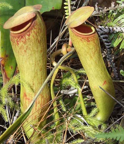 nepenthes-khasiana