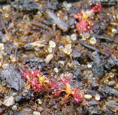 Gambar penampakan seedling atau bibit drosera jenis tertentu yang sudah tumbuh, umur kurang lebih 2 bulan.