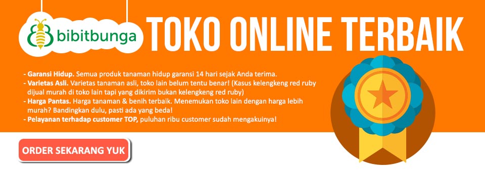 Bibit Bunga: Jual Bibit Tanaman Dan Benih Tanaman Online