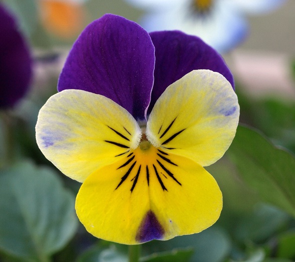 Viola tricolor merupakan jenis bunga viola yang paling terkenal.