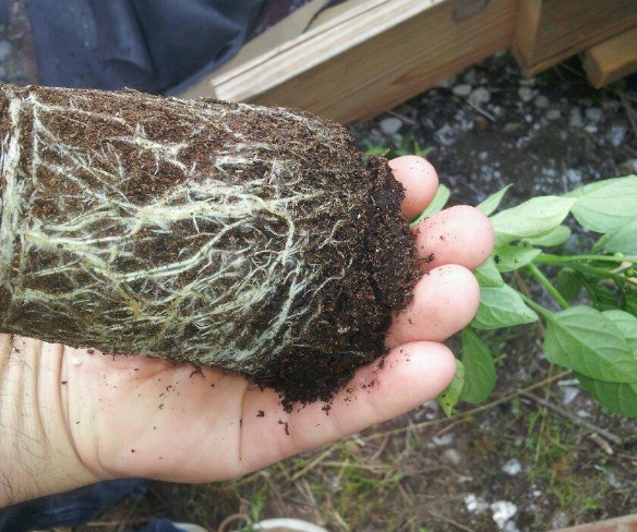 Pada gambar diatas Anda dapat melihat akar dari tanaman cabe rawit organik yang tumbuh subur. Jika nantinya terlihat akar cabe sudah mencapai permukaan tanah di pot, itu tandanya sudah musti diganti ke pot yang lebih besar (repotting).