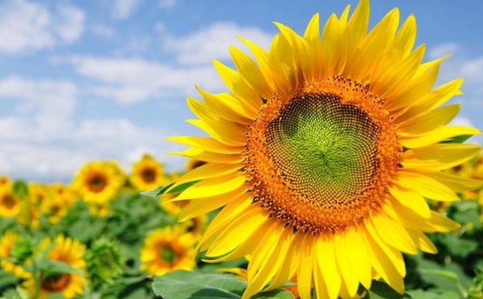 Apa yang disimbolkan dari bunga matahari si kuning cerah menawan? Simak arti, makna, serta filosofi sunflower di artikel ini.