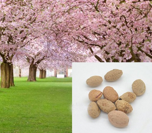  Cara  Menanam  Bunga  Sakura  dari  Biji BibitBunga com