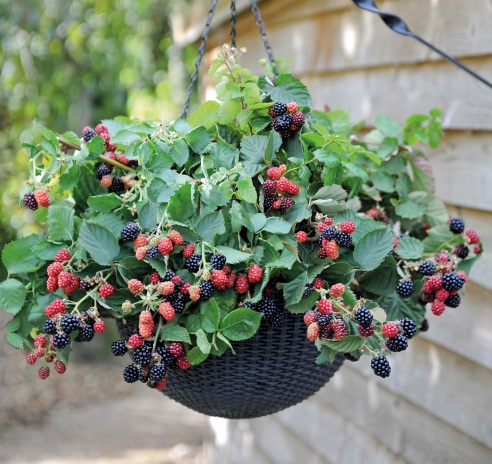 Sama halnya blueberry, tanaman blackberry juga bisa ditanam di pot, namun sebaiknya potnya 40 cm. Tapi di luar negeri ada lho jenis blackberry yang bisa ditanam di pot kecil, bahkan di pot gantung seperti diatas. Namanya blackberry cascade.