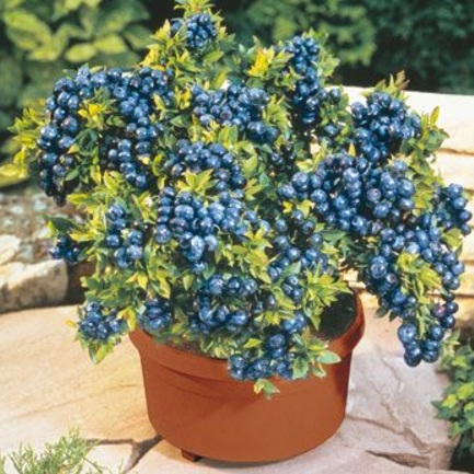 Blueberry juga bisa ditempatkan pada pot kecil, hanya saja maksimal tumbuh jika minimal 40 cm diameter potnya.