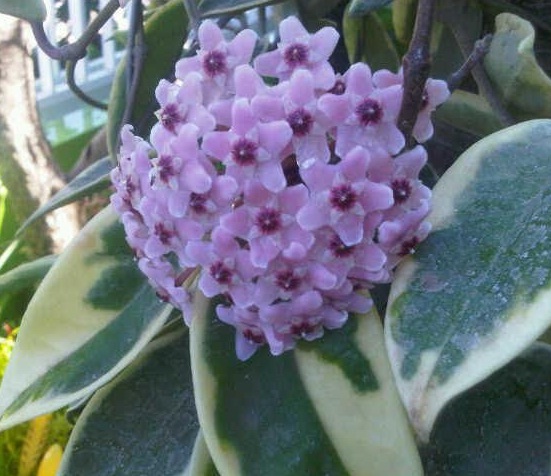 bunga-hoya-pink-variegata