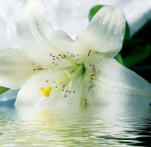  Cara  Menanam dan Merawat  Bunga  Lily Putih BibitBunga com