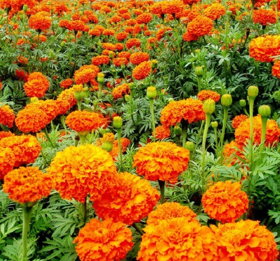 Bunga marigold tipe african. Marigold sendiri ada aneka jenis, dua yang paling banyak varietasnya adalah marigold african dan marigold french.