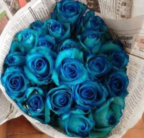 bunga-mawar-biru-hasil-osmosis
