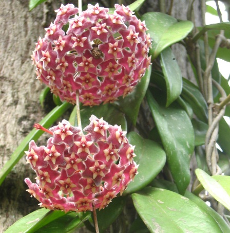 bunga-red-hoya