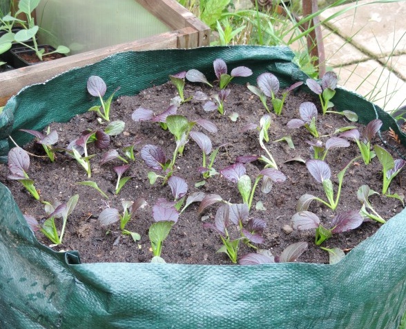 Cara menanam pakcoy di polybag, pot, atau wadah lain selain tanah adalah metode berkebun yang tak jarang dijumpai pada urban gardening. Pada gambar diatas varietas pakcoy yang ditanam adalah pakcoy merah.