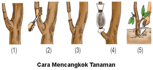 Langkah atau metode (tahap-tahap) dalam mencangkok pohon mangga.