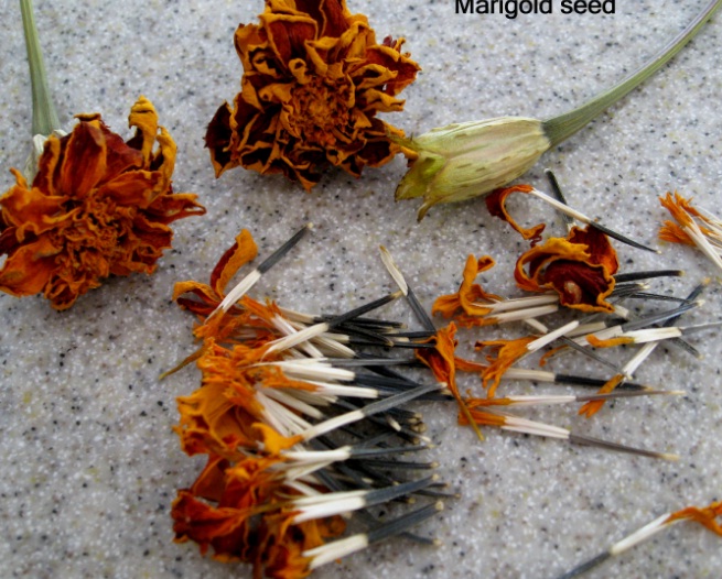 Mengambil biji dari bunga marigold yang sudah kering.