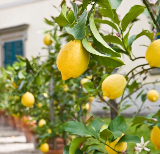 Salah satu contoh budidaya tanaman buah dalam pot. Dalam hal ini yang dibudidayakan adalah jeruk lemon impor.