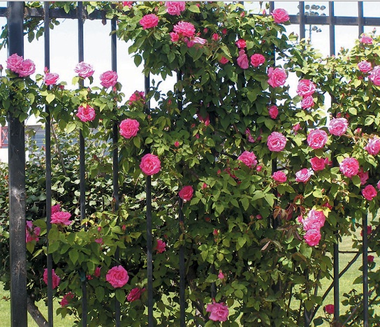 contoh-salah-satu-kultivar-climbing-rose
