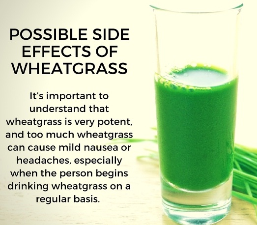 efek-samping-kesehatan-wheatgrass