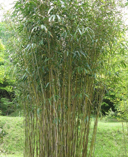 Kultivar bambu jepang dapat hidup di tempat teduh maupun kena sinar matahari langsung sepanjang hari.