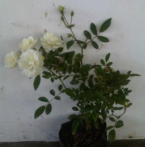 Ilustrasi gambar mawar rambat putih yang dikirimkan.