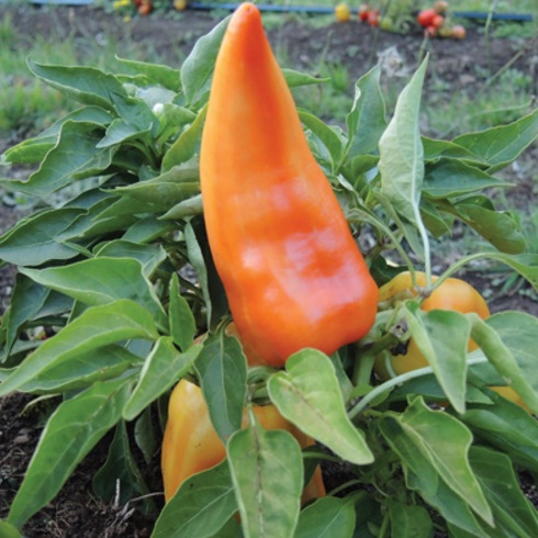 Apakah semua jenis paprika berbentuk lonceng? Rupanya tidak. Di bibitbunga.com Anda bisa mendapatkan berbagai jenis varietas paprika lengkap.