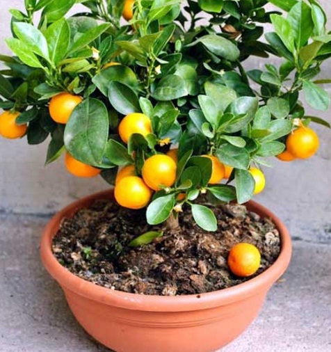 Jeruk merupakan salah satu tanaman buah yang paling cepat berbuah meski ditanam dalam pot. Semua jenis jeruk cepat berbuah, asal bukan ditanam dari biji, melainkan dari hasil perkembangbiakan vegetatif.