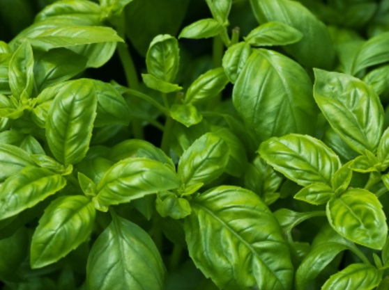 Basil adalah jenis daun atau herba yang biasanya dijadikan rempah bumbu pada masakan kita, salah satu contoh basil adalah selasih dan kemangi. Namun tahukah Anda bahwa disamping cita rasanya, basil memiliki kandungan nutrisi yang baik sehingga sangat bermanfaat untuk kesehatan?
