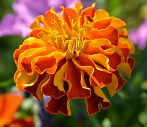 11 Manfaat Bunga Marigold Berdasarkan Kandungannya 